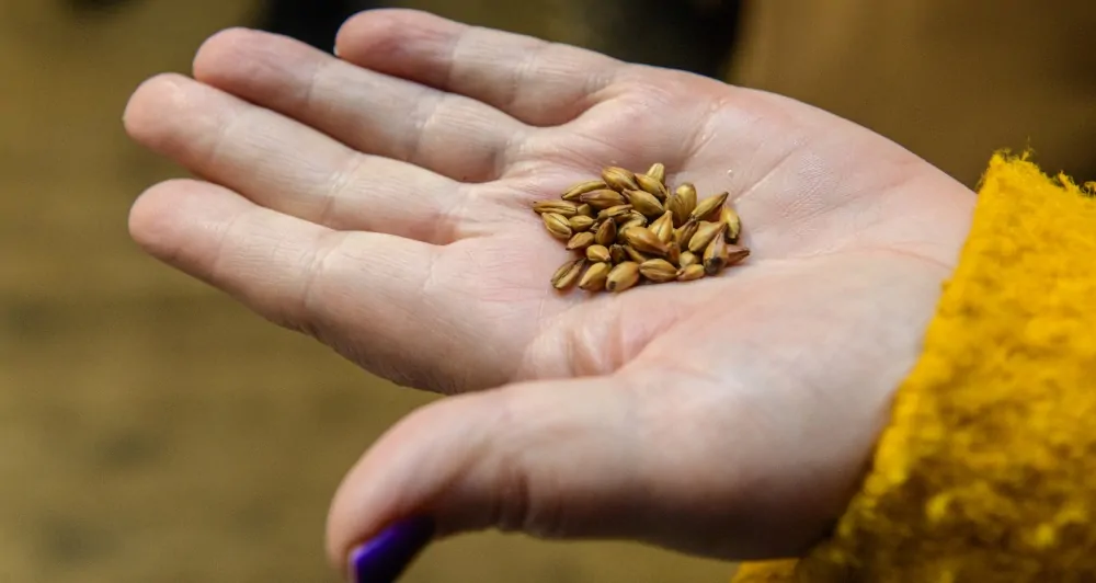 Batemans Brewery Tour - Woman with Grain in Hand
